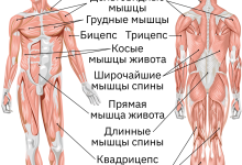 Photo of Общество и биология человека